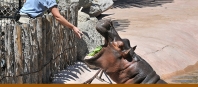 hippo-feeding-banner.jpg