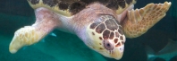 sea-turtle-feeding.jpg