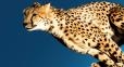 cheetah for web.jpg