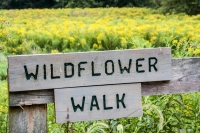 wildflowerwalk.jpg