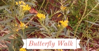 butterfly-walk.jpg