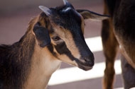 petting-zoo-goat-1.jpg