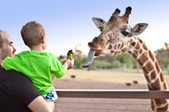 giraffe-encounter-2.jpg