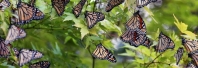 1527682606-butterfly-release.jpg