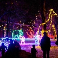 zoolights-hero_compressed-1-350x350.jpg