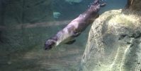 river-otter.jpg