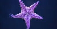starfish-purple.jpg