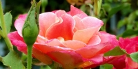 Rose-Granada-660x330.jpg