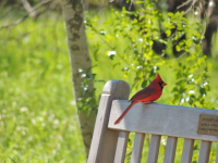 chair-cardinal.png