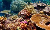 Coral-Reefs.jpg