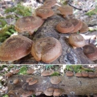 mushrooms-300x300.jpg