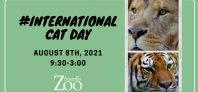 International_Cat_Day-700-325-crop.png